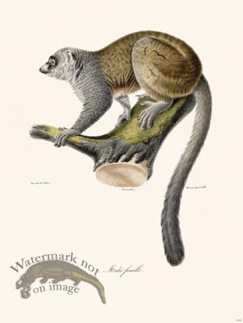 Cuvier 410 Female Maki